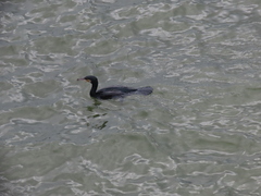 Phalacrocorax carbo