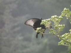 Papilio bianor