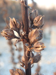 Verbascum gnaphalodes