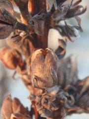 Verbascum gnaphalodes