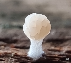 Tubifera microsperma