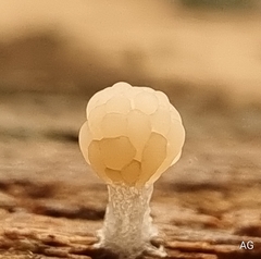 Tubifera microsperma