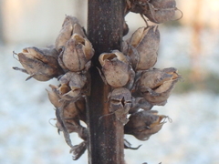 Verbascum gnaphalodes