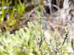 Ceratogomphus pictus