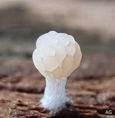 Tubifera microsperma