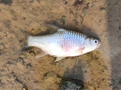 Barbonymus gonionotus