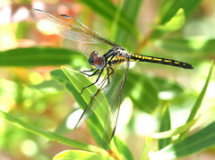 Trithemis stictica