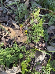 Tauschia texana