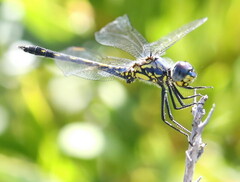 Trithemis stictica