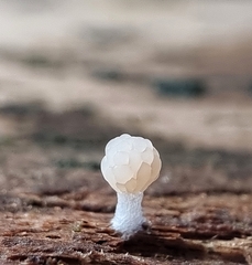 Tubifera microsperma