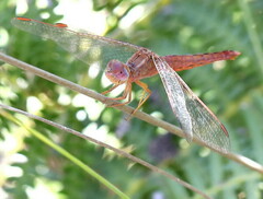 Crocothemis sanguinolenta