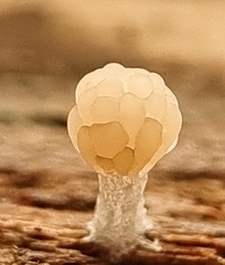 Tubifera microsperma