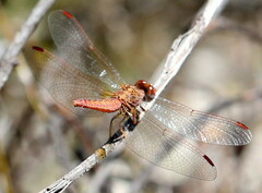 Crocothemis sanguinolenta