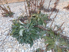 Verbascum gnaphalodes