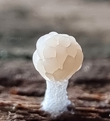 Tubifera microsperma