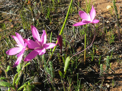 Hesperantha pauciflora