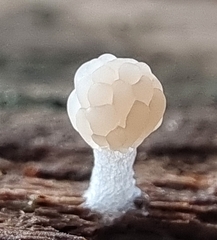 Tubifera microsperma