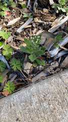 Tomostima cuneifolia