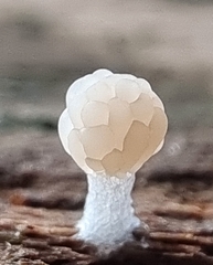 Tubifera microsperma