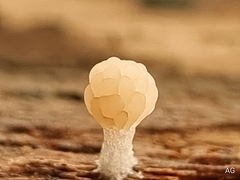 Tubifera microsperma