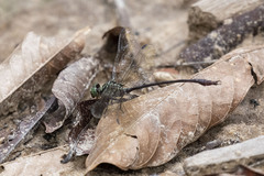 Aphylla dentata