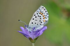 Pseudophilotes baton