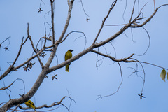 Brachypodius melanocephalos