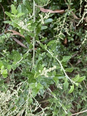 Chenopodium parabolicum