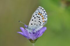 Pseudophilotes baton