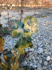 Verbascum gnaphalodes
