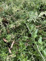 Chenopodium parabolicum