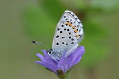 Pseudophilotes baton