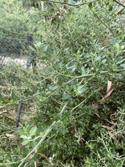 Chenopodium parabolicum