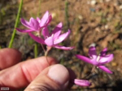 Hesperantha pauciflora