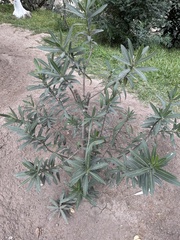 Nerium oleander