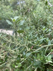 Chenopodium parabolicum