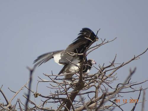 White-headed Vulture