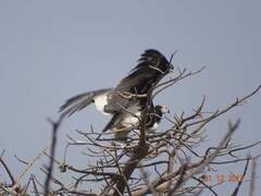 Trigonoceps occipitalis