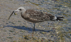 Ichthyaetus audouinii