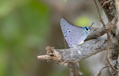 Pseudolycaena damo