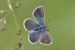 Pseudophilotes baton