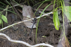 Gynacantha membranalis