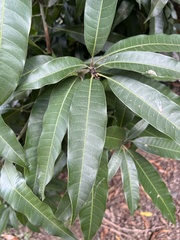 Magnoliopsida