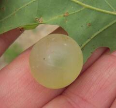 Amphibolips nubilipennis