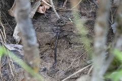 Gynacantha membranalis