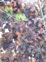 Peltigera horizontalis