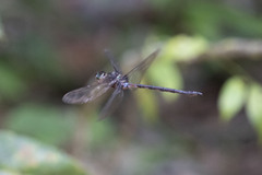 Gynacantha membranalis