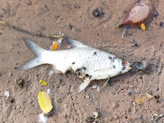 Barbonymus gonionotus