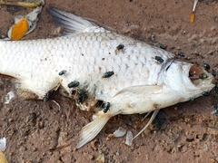 Barbonymus gonionotus