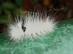 Calliteara horsfieldii